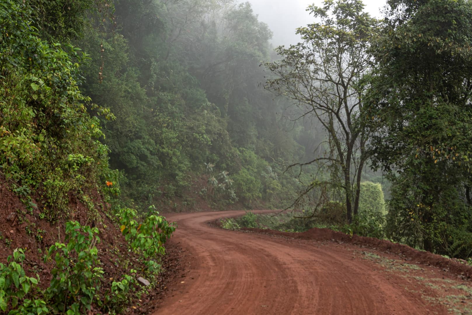 Parque Nacional Calilegua, el pulmón verde de las Yungas (3/4)