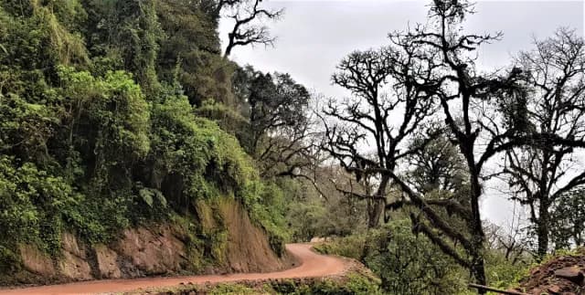 Parque Nacional Calilegua, el pulmón verde de las Yungas (4/4)